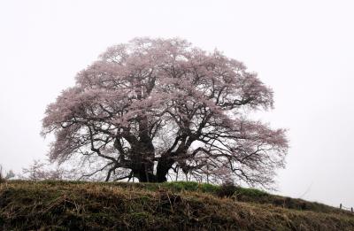 　3月３１日開花宣言でたばかりで雨だったので行くかどうかまよいましたが、せっかく近くまで来たので、醍醐桜を見たいという意見できました。<br />