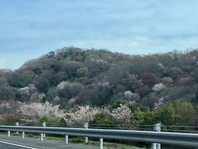 友だちの車でまずは、『蒜山高原SA』を目指します。<br />岡山自動車道/中国自動車道/米子自動車道と高速道路を利用しました。<br />4月初旬、山桜がとてもキレイです。<br />