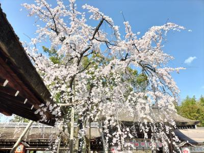 まずは平野神社！早咲きの桜で有名ですね