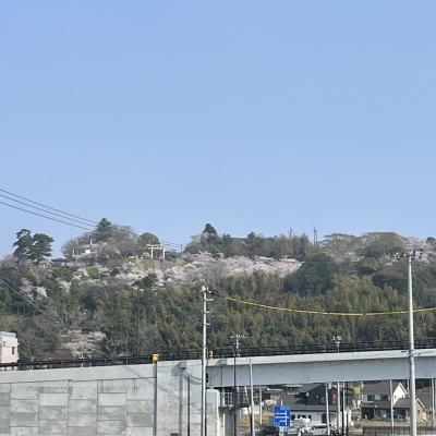 網地島ライン門脇発着所に隣接する無料駐車場に<br />出港30分前に到着～　<br /><br />日和山公園が見える<br />桜も満開の様子