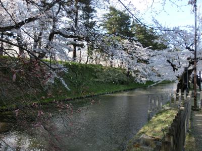 早速、濠の様子を覗いてみましたが、水面に花びらはちらほらと浮いている程度で、とても花筏と呼べるような状態ではありません。まあ花びらが木に残っているから「満開」なわけですが、今年は昨年とは逆に、訪れるのが早すぎたのかもしれない、という思いが頭をよぎります。それでも、弘前公園はとても広いので、どこかで花筏が見られるかもしれないと信じて歩き続けることにします。