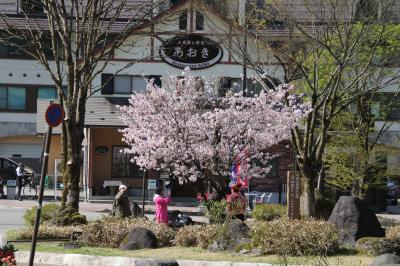 立山駅前の桜