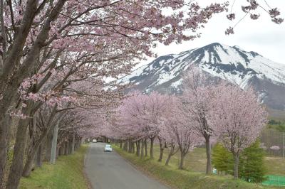 4月24日は岩木山麓にる「世界一の桜並木」も見て来ました。
満開をやや過ぎています。
こちらは染井吉野ではなく山桜で、ピンクの色がやや濃い花をつけています。
標高320m

