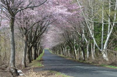 さらに標高の高い、岩木山スカイライン入口の桜のトンネルです。
7分咲きで、この2日後に満開となりました。
標高430m