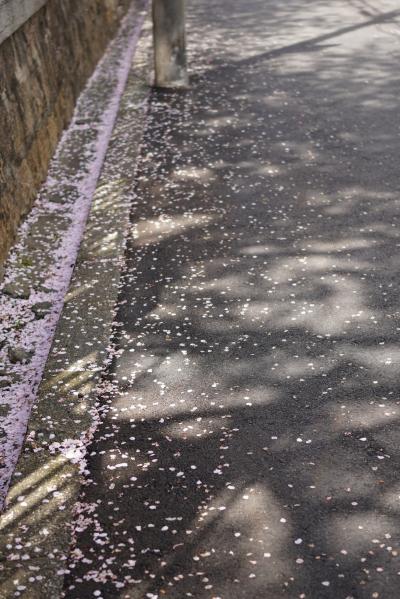 自宅近くにある小学校の桜が散り始めています。