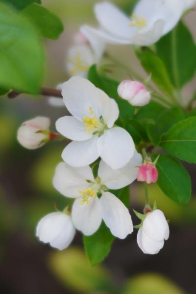 桜によく似た花を咲かせる花海棠。