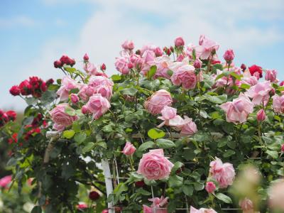 小雨降る中、千葉県長生村<br />HPもない民家に咲くローズガーデン<br />期間限定で、バラの季節だけオープン