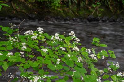 途中、川沿いには白い花を咲かせた灌木が映えている。ウツギだろうか？