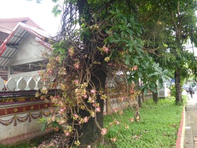 沙羅双樹の花