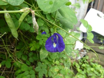 バタフライピーの花<br />乾燥したら、お茶になる。