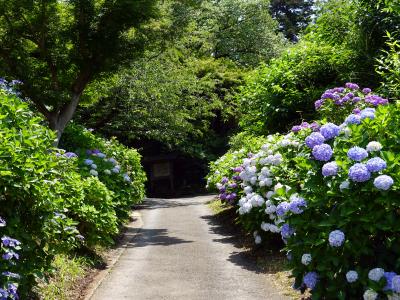 　紫陽花の参道が続きます。