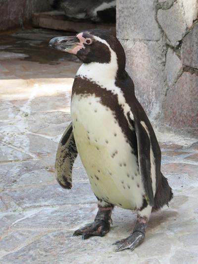 フンボルトペンギン