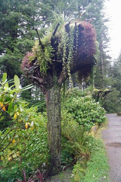 グレイシャーガーデンズ レインフォレスト アドベンチャー