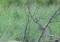 GW10連休！ケアンズ北部のデインツリー 川 で「探鳥どうでしょう。」第6話：擬態の天才ガマグチヨタカと便秘の救世主COMBUCHAの巻。