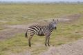 2019年　AFRICA　Wonderful Safari in Kenya ④（アンボセリ国立公園）