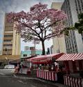 毎年、この時期に花を咲かす東洋人街の『SAKURA(桜)』と...そのほか（リベルダージ地区／サンパウロ／ブラジル） 