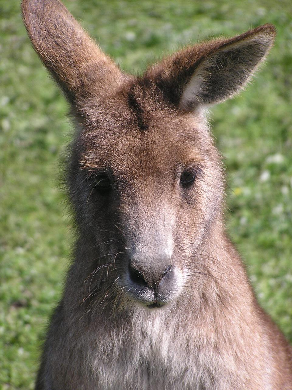 フィリップアイランド動物園 ビクトリア州 オーストラリア の旅行記 ブログ By Kt714さん フォートラベル