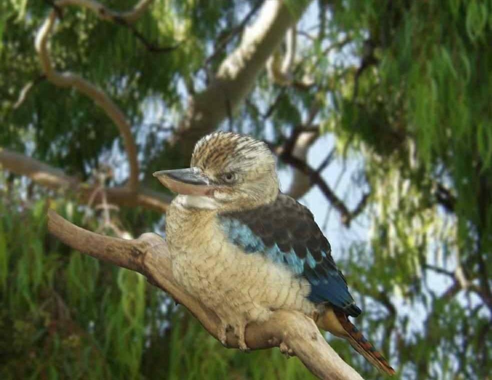オーストラリアで見かけた動物達 オーストラリアの旅行記 ブログ By Hn11さん フォートラベル