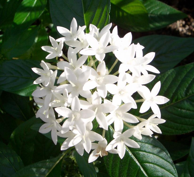 伝説の花 ナウパカの花を探して ハワイの旅行記 ブログ By Alcatさん フォートラベル