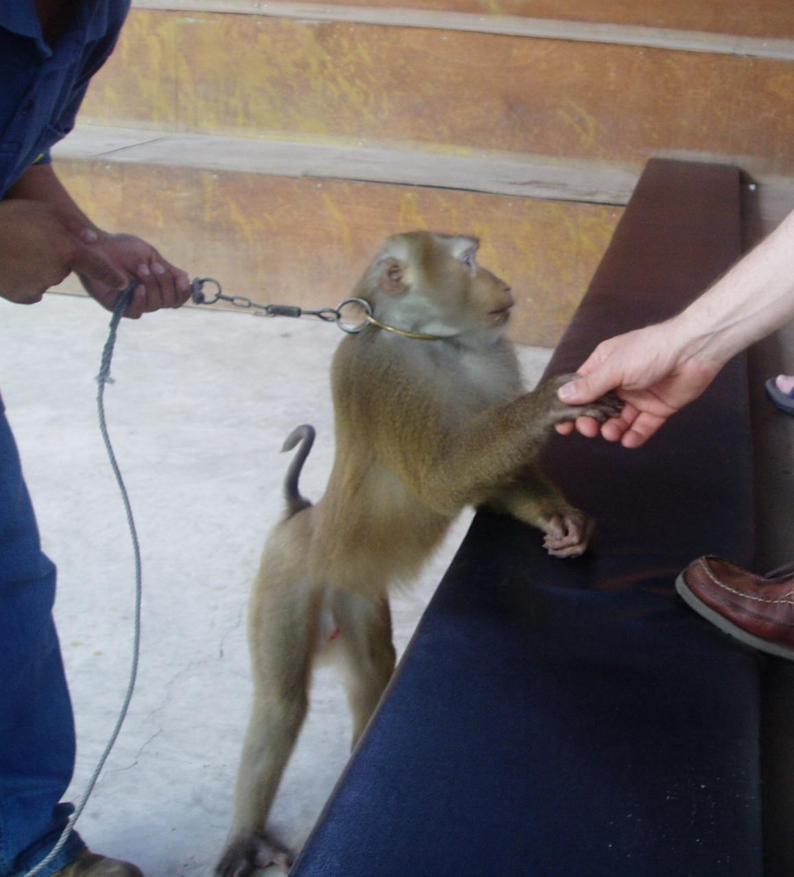 チェンマイは最高に面白い 90 メーリムの猿の学校は少々ドラマを感じるかもね チェンマイ タイ の旅行記 ブログ By Adsawinさん フォートラベル