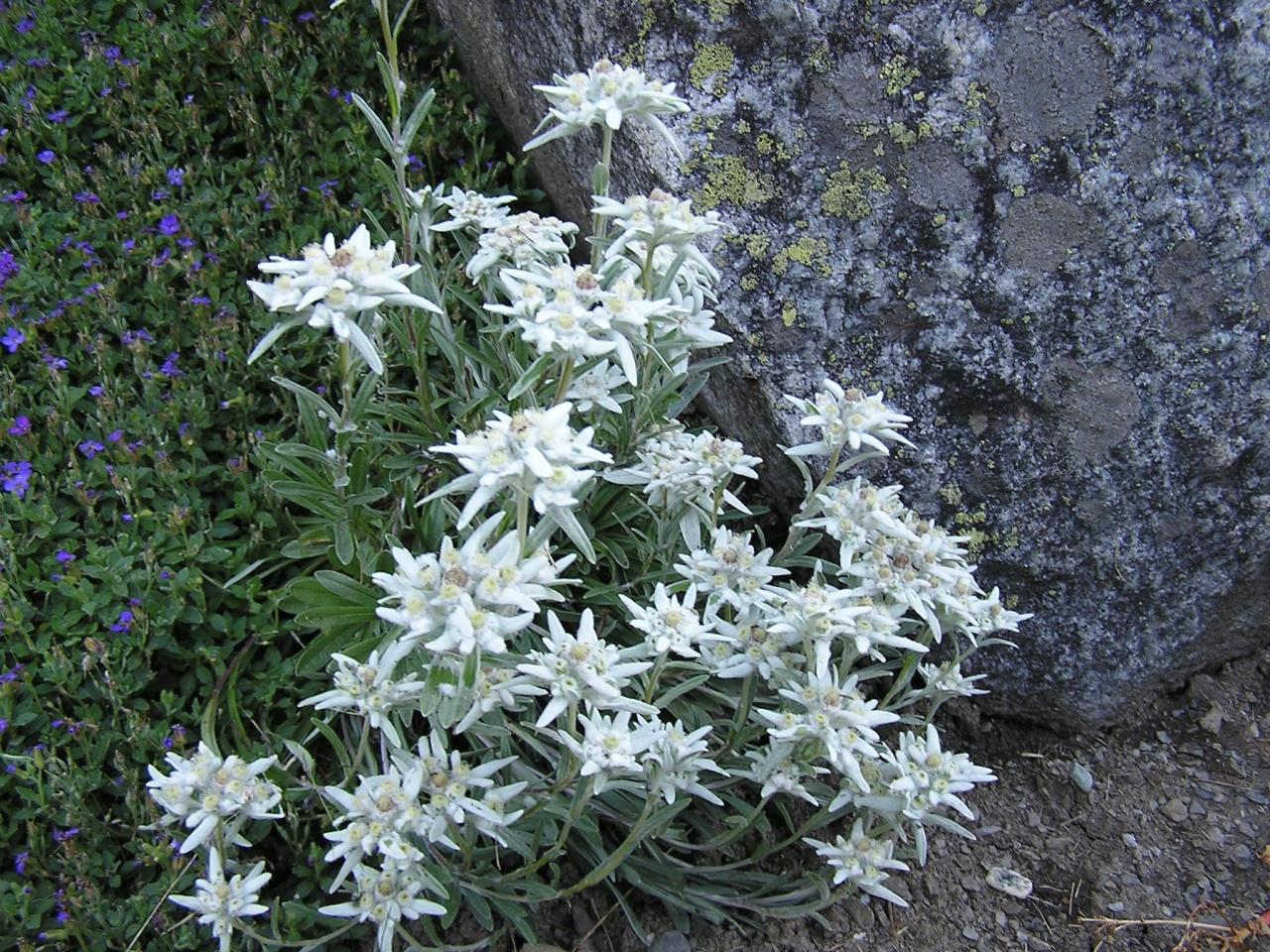 スイスアルプスの可憐な花たちの印象 その エーデルワイスを捜し求めて スイスの旅行記 ブログ By Tsunetaさん フォートラベル