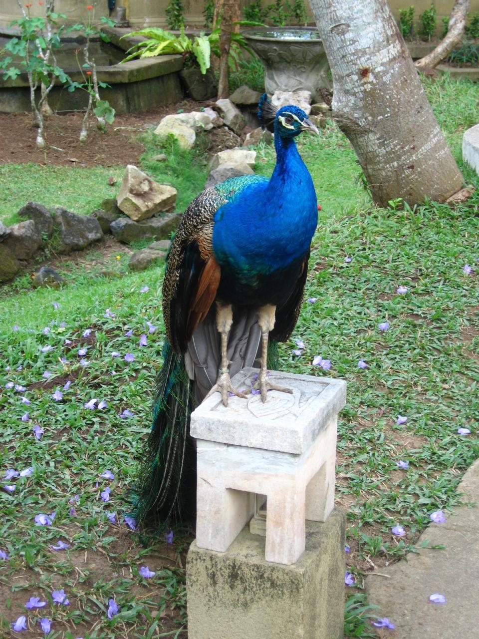 Bali05魅美 2 熱帯雨林の鳥たち 華麗な装い タマン ブルン バリ バード パークで バリ島 インドネシア の旅行記 ブログ By マキタンさん フォートラベル