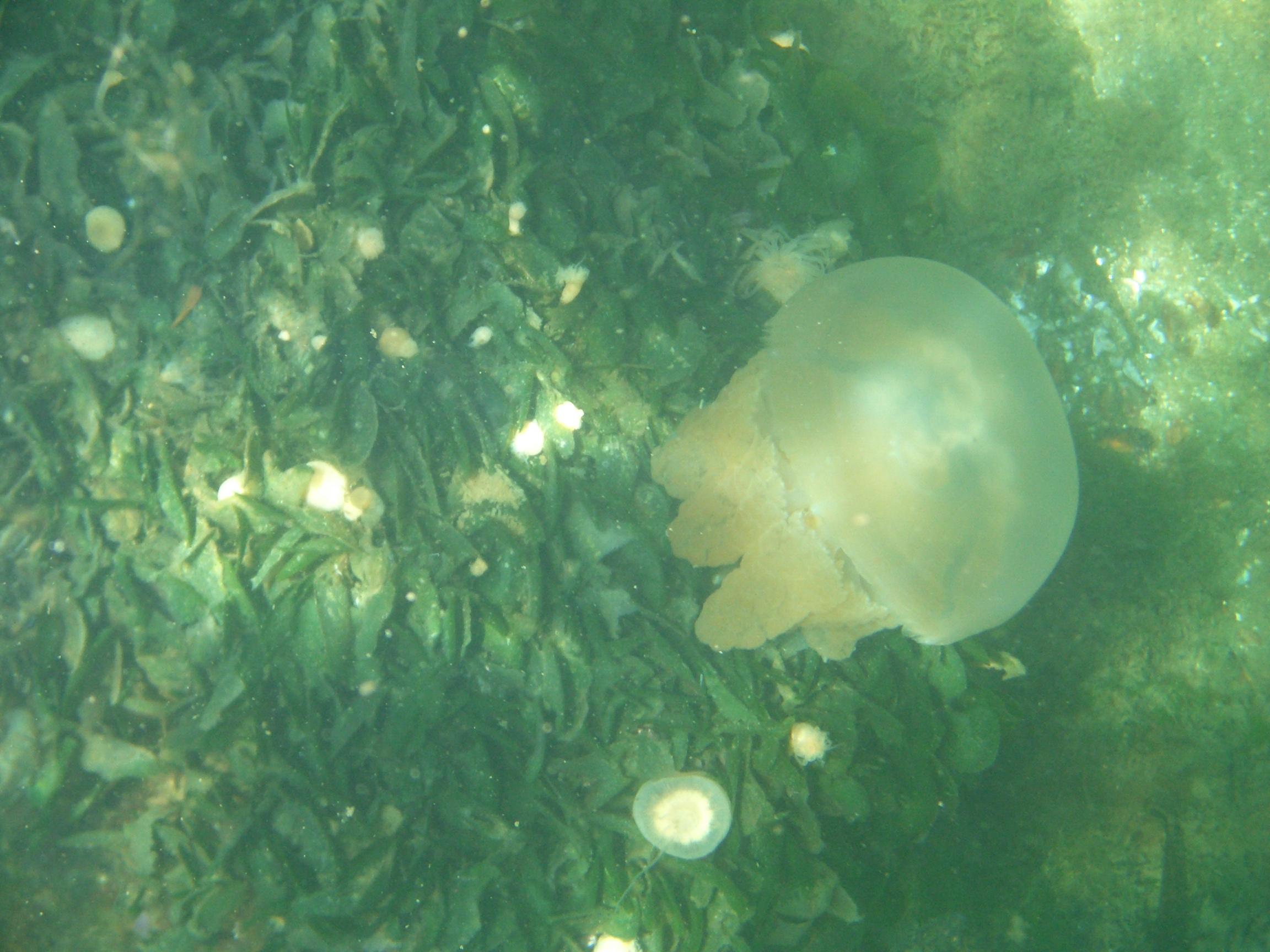 ジェリーフィッシュレイクでクラゲをみる パラオ パラオ の旅行記 ブログ By Jjq3さん フォートラベル