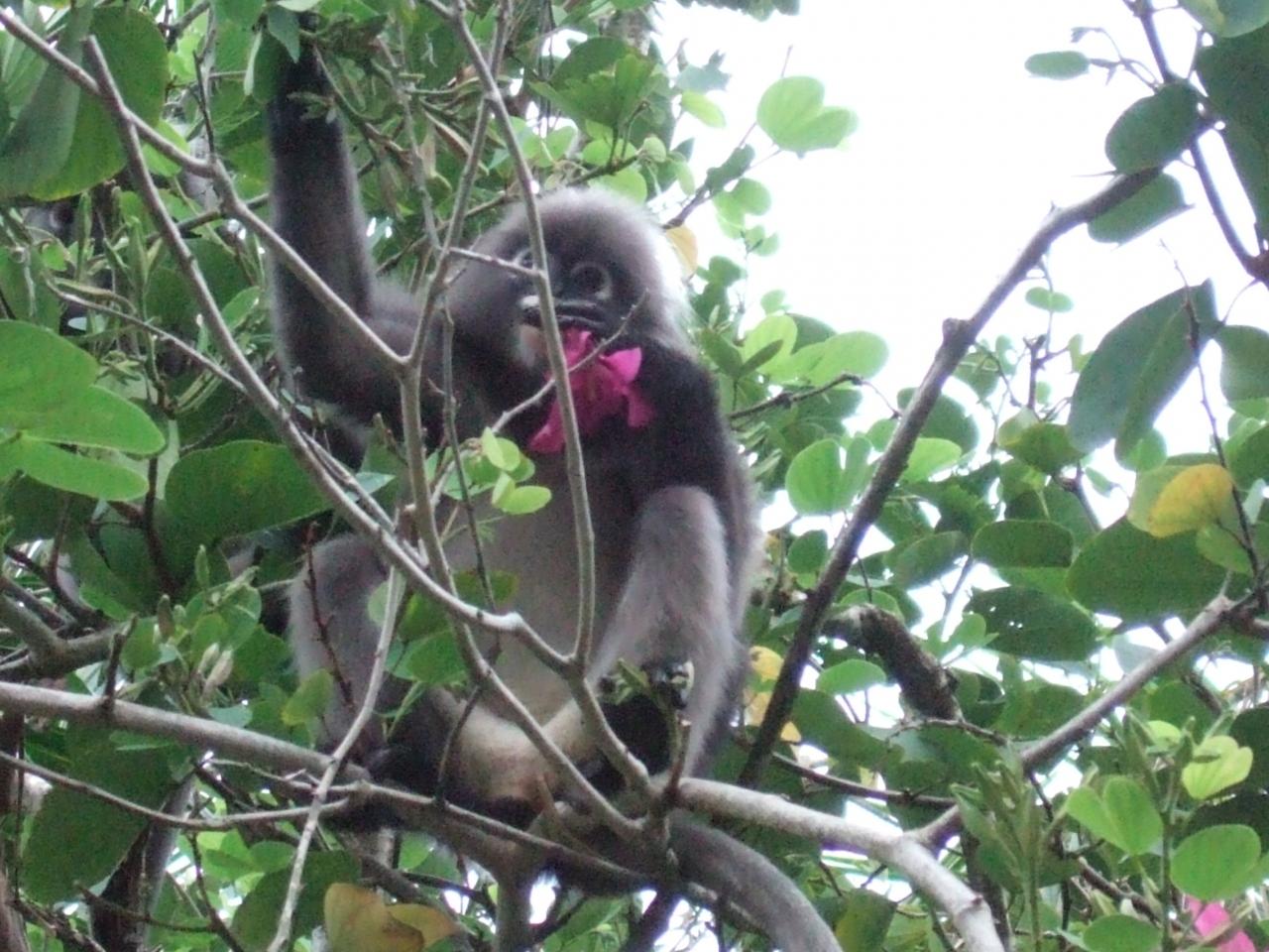 11 ランカウイ島へ ランカウイ ベルジャヤ ランカウイその３ 猿との遭遇編 ランカウイ島 マレーシア の旅行記 ブログ By Hitatanさん フォートラベル