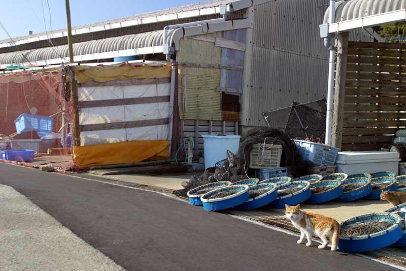姫島の猫たち 福岡県の旅行記 ブログ By ネコとみさん フォートラベル