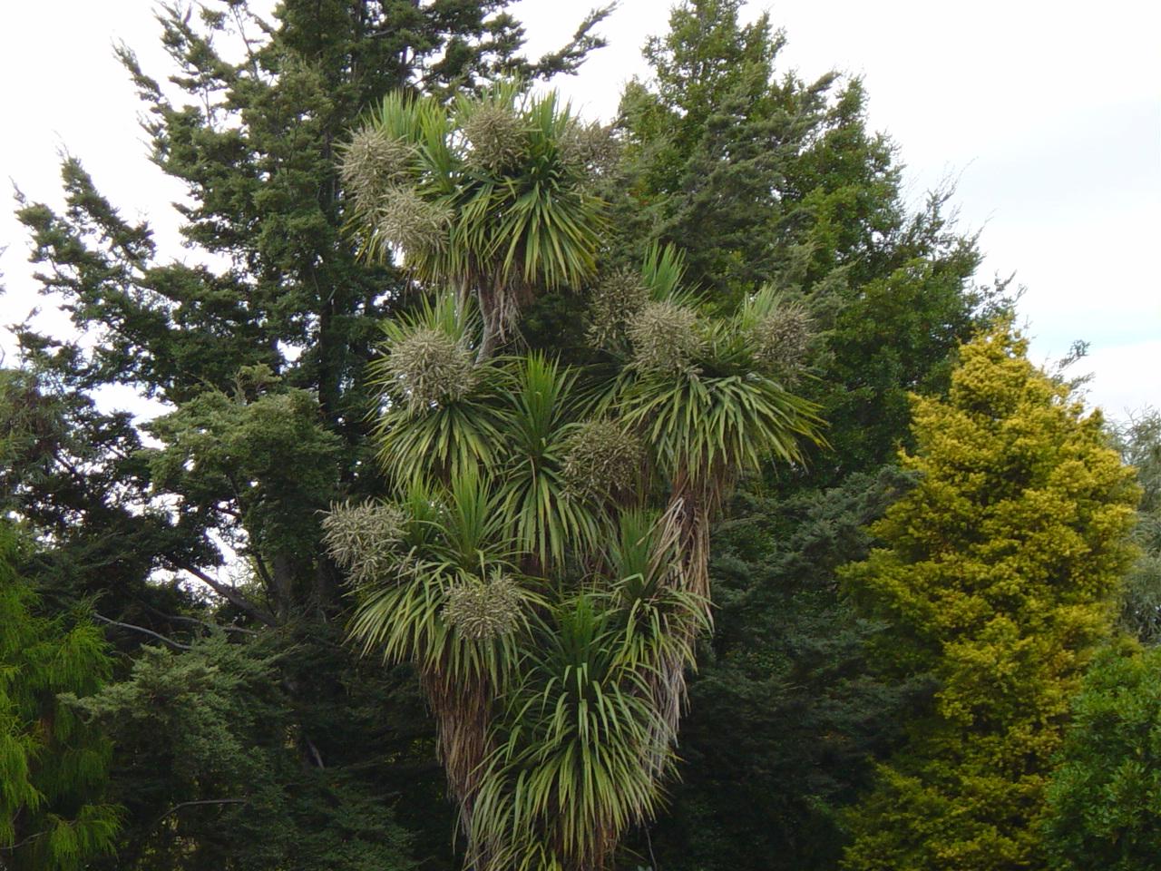 ニュージーランドでよく見かける植物 その他 ニュージーランドの旅行記 ブログ By Kakuさん フォートラベル