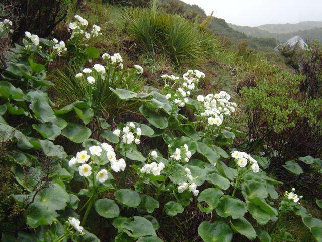 『ニュージーランドでよく見かける植物・その他』ニュージーランドの旅行記・ブログ by KAKUさん【フォートラベル】