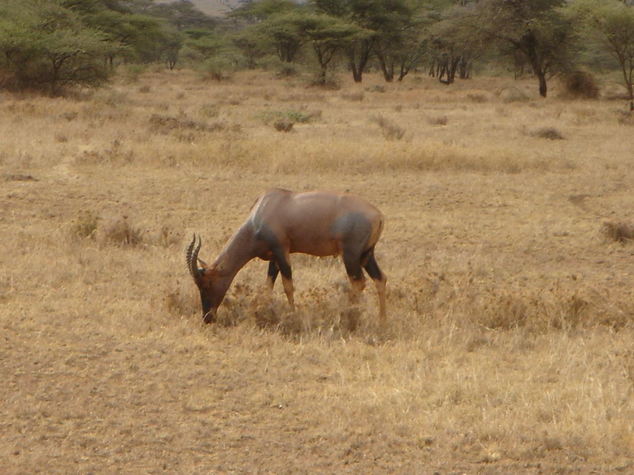 タンザニア セレンゲティ国立公園周辺 タンザニア の旅行記 ブログ By Love Miniさん フォートラベル