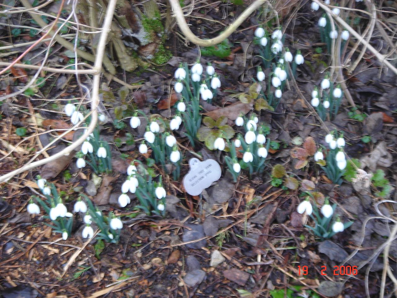 スノードロップで有名なｒｏｃｏｃｏ ｇａｒｄｅｎ その他の観光地 イギリス の旅行記 ブログ By Haru4060さん フォートラベル