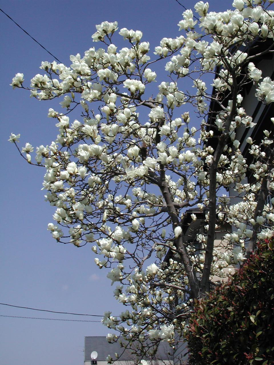 野の花 庭の花に誘われて その1 埼玉県の旅行記 ブログ By いっちゃんさん フォートラベル