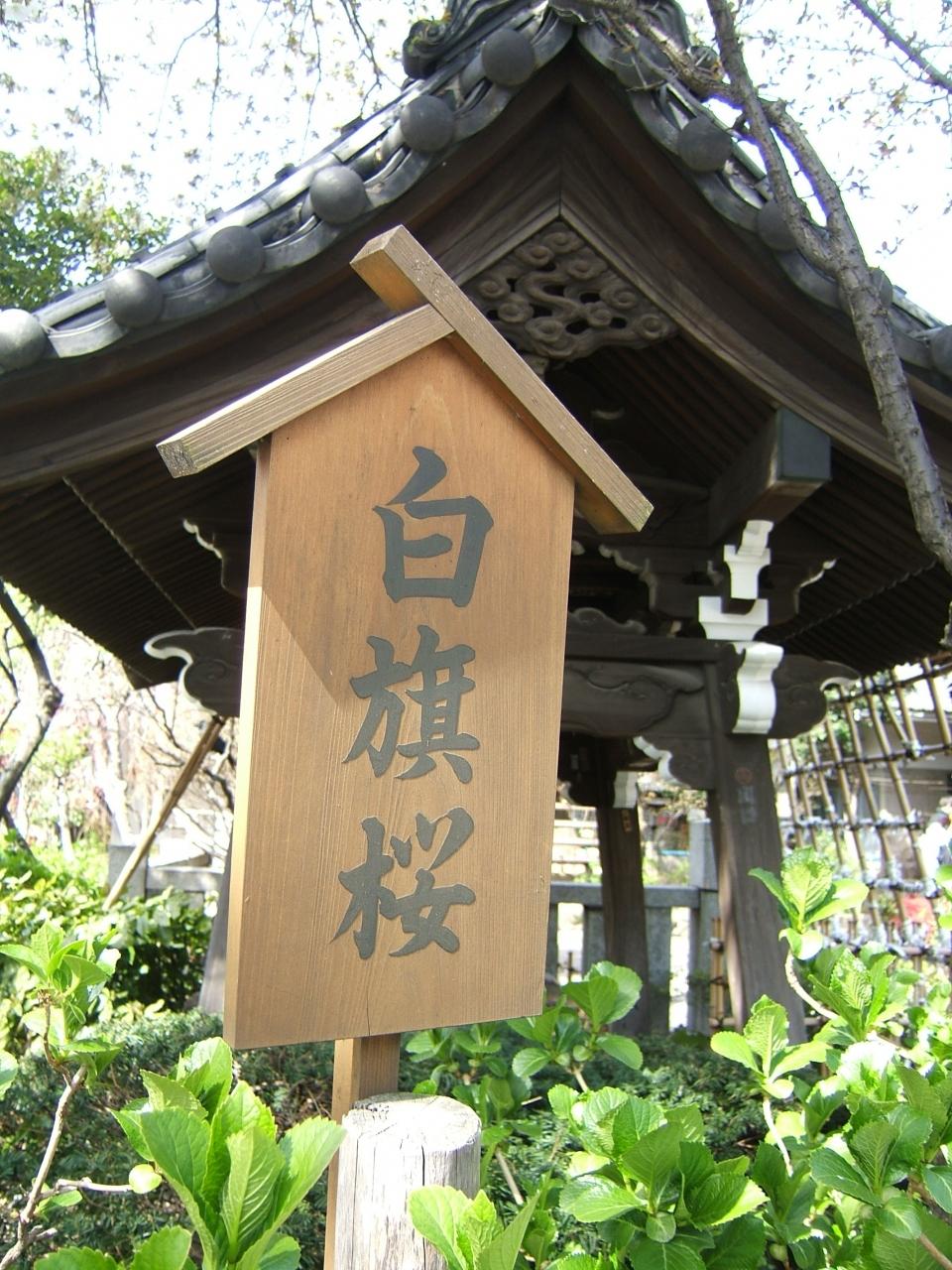 白山神社から六義園へ桜散歩 東京の旅行記 ブログ By サニーライフ平井さん フォートラベル