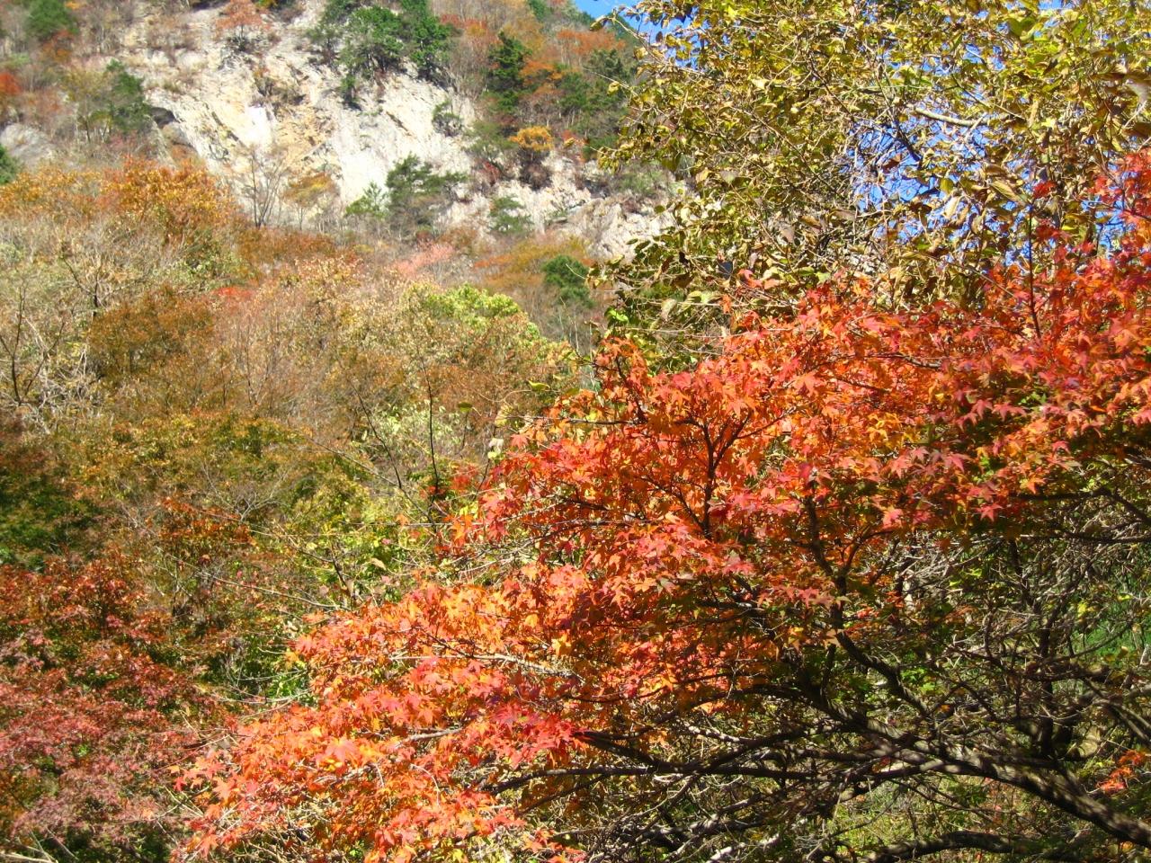 奥多摩の展望台 川苔山に登頂 紅葉と落葉のはざまで 奥多摩 東京 の旅行記 ブログ By マキタンさん フォートラベル