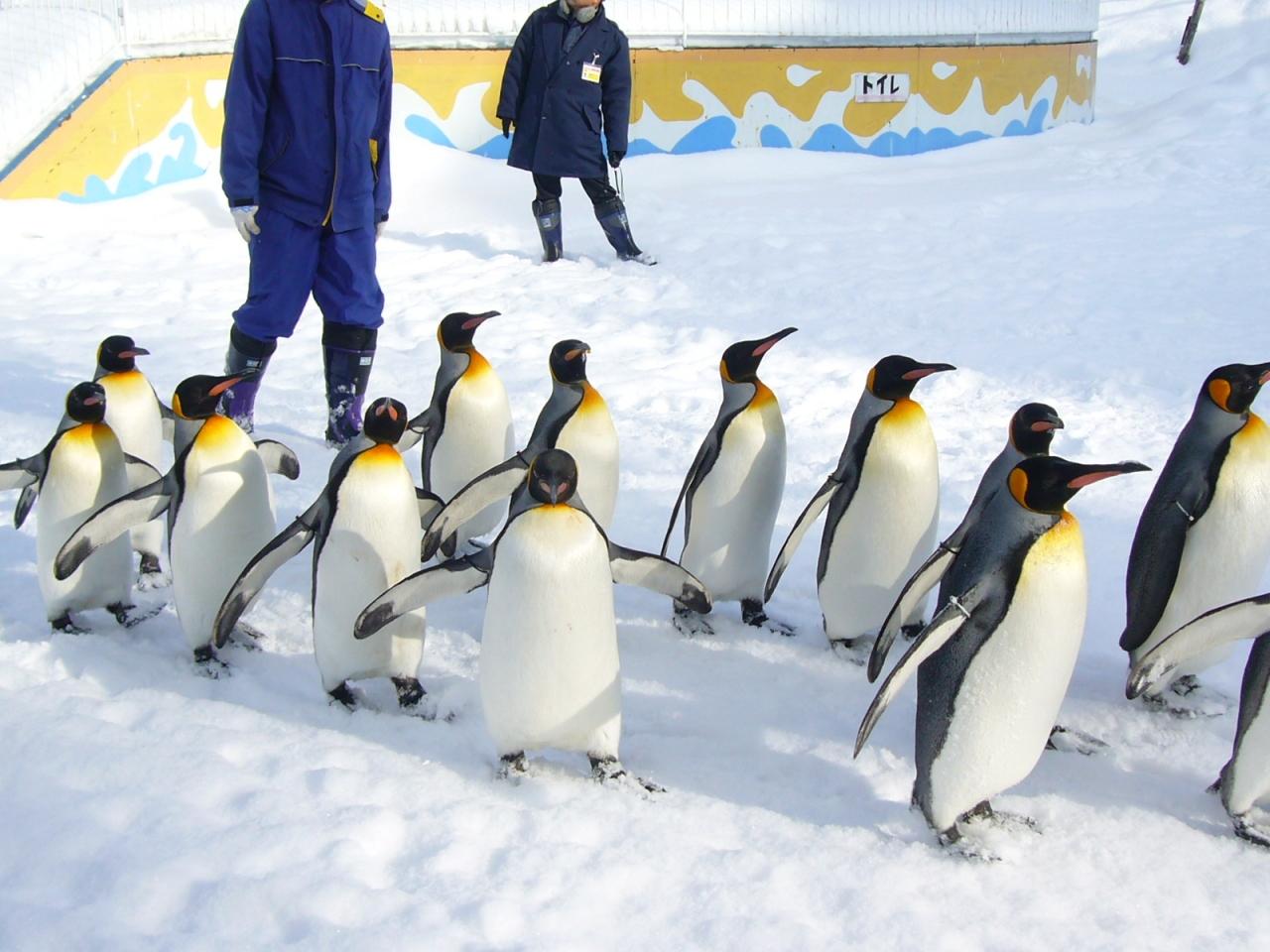 冬の北海道 ペンギンのお散歩 旭川 北海道 の旅行記 ブログ By Ralphinさん フォートラベル