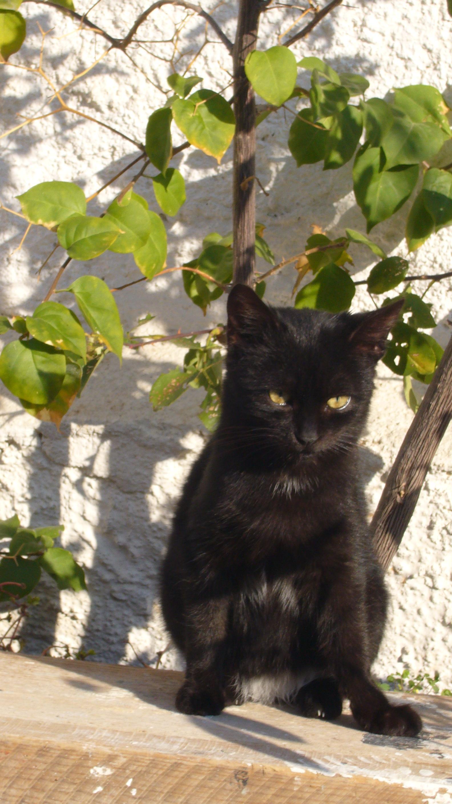 ギリシャ ブルガリア トルコ 男３人猫１匹の旅 アテネ ギリシャ の旅行記 ブログ By うずまきねこさん フォートラベル