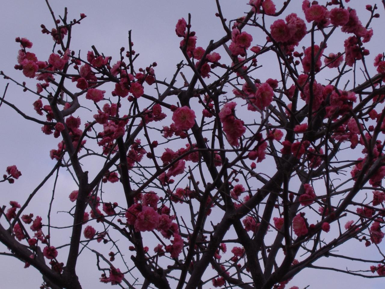 梅の花が咲き始めています 大阪の旅行記 ブログ By デコさん フォートラベル