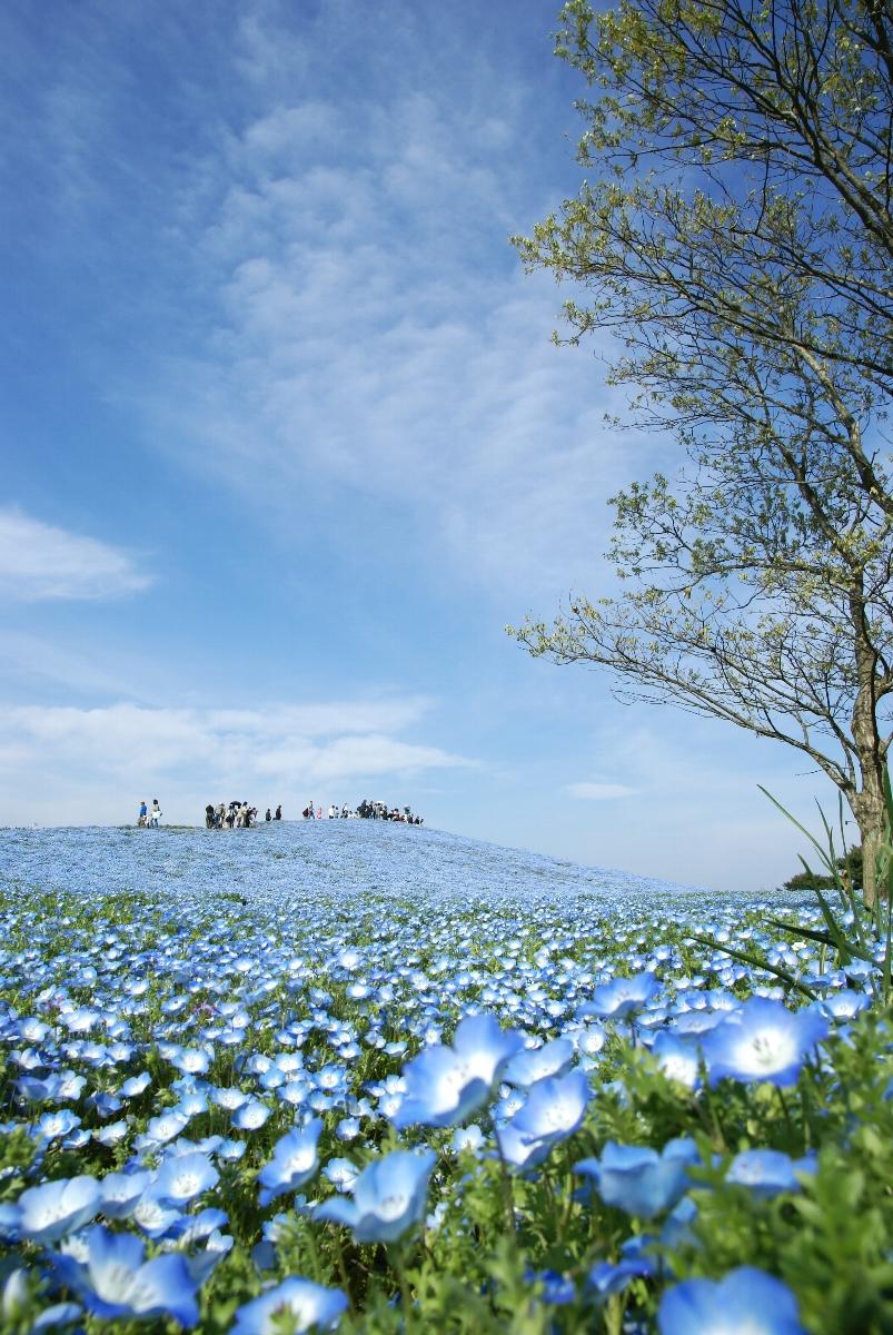 ネモフィラの丘 ひたち海浜公園 ひたちなか 茨城県 の旅行記 ブログ By 一花一葉さん フォートラベル