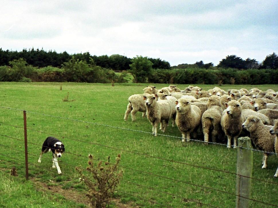 ニュージーランド 牧羊犬の活躍 クライストチャーチ ニュージーランド の旅行記 ブログ By Waterlilyさん フォートラベル