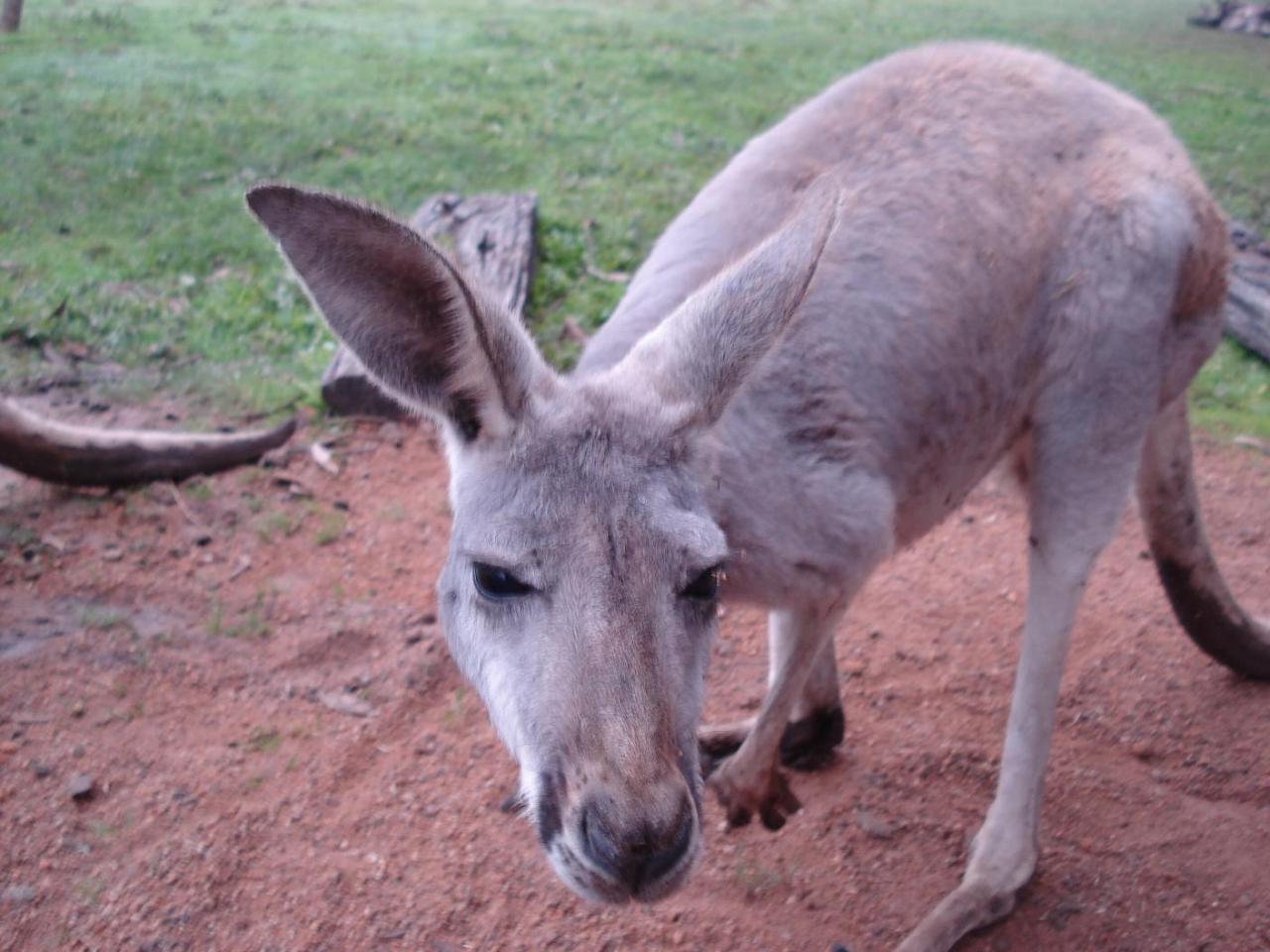 オーストラリアの動物たちシリーズ メルボルン オーストラリア の旅行記 ブログ By Gogo Toursさん フォートラベル