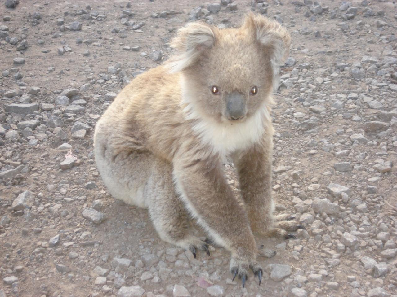 オーストラリアの動物たちシリーズ メルボルン オーストラリア の旅行記 ブログ By Gogo Toursさん フォートラベル