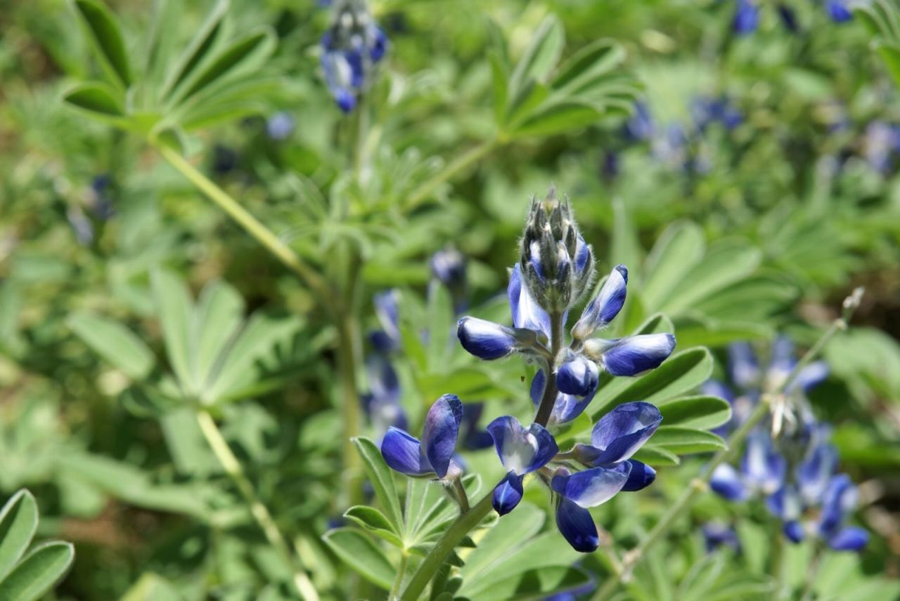 ルピナスの咲く森 武蔵丘陵森林公園 埼玉県の旅行記 ブログ By 一花一葉さん フォートラベル