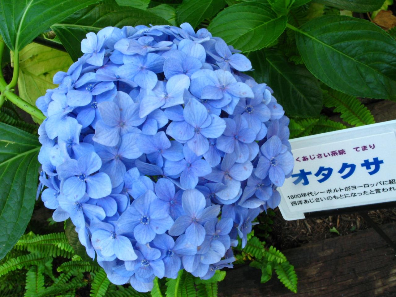 アジサイ 色姿 変幻多様 在来種から珠玉の名品まで 練馬 東京 の旅行記 ブログ By マキタンさん フォートラベル