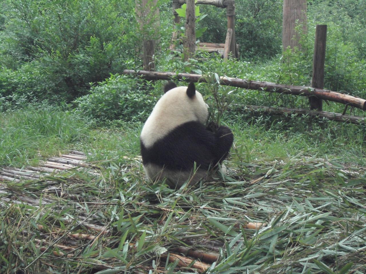 成都 パンダ繁殖研究基地 楽山大仏 成都 中国 の旅行記 ブログ By けんちゃなよさん フォートラベル