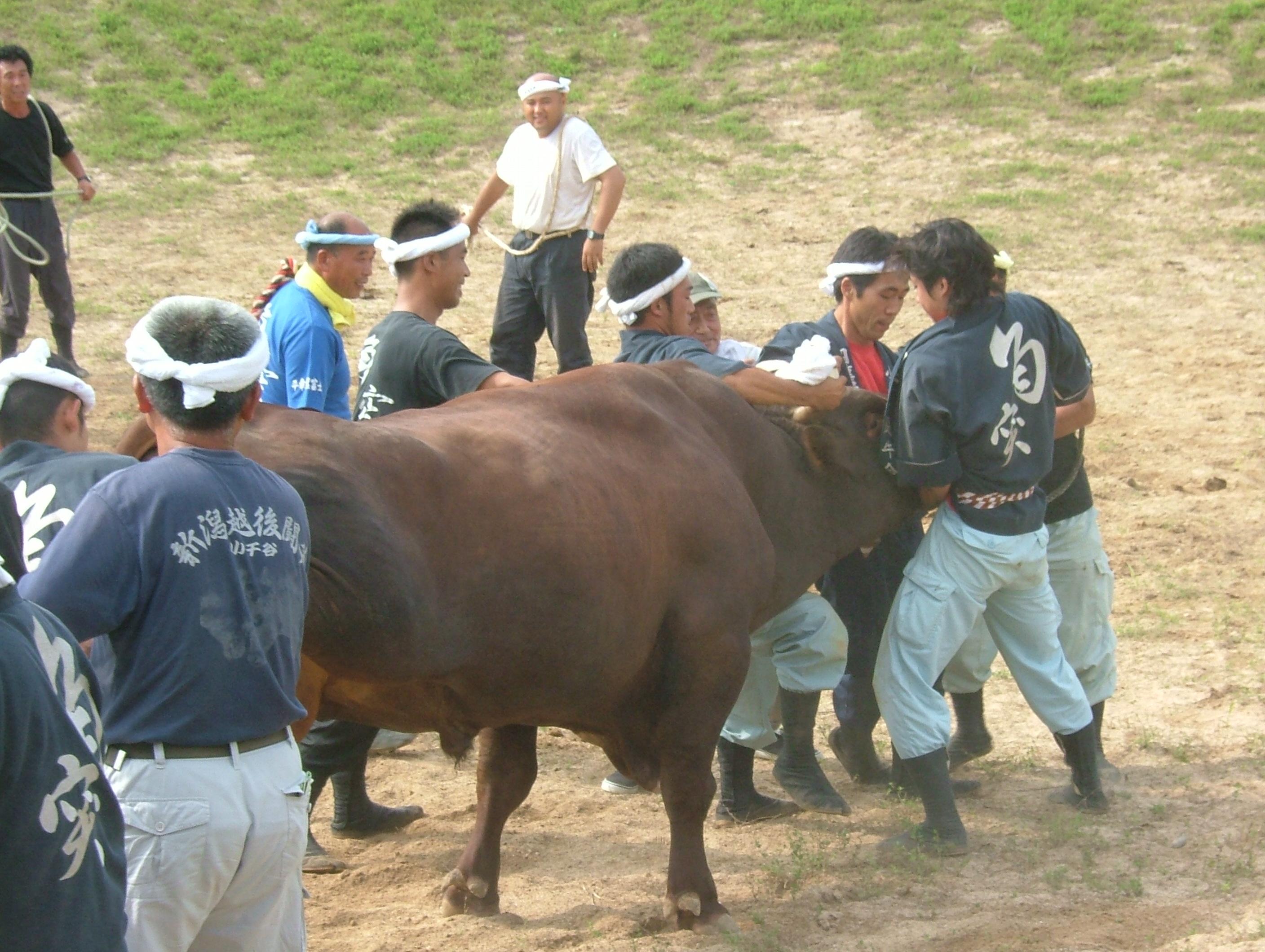 越後闘牛 牛の角突き 小千谷 川口 新潟県 の旅行記 ブログ By 明日葉さん フォートラベル