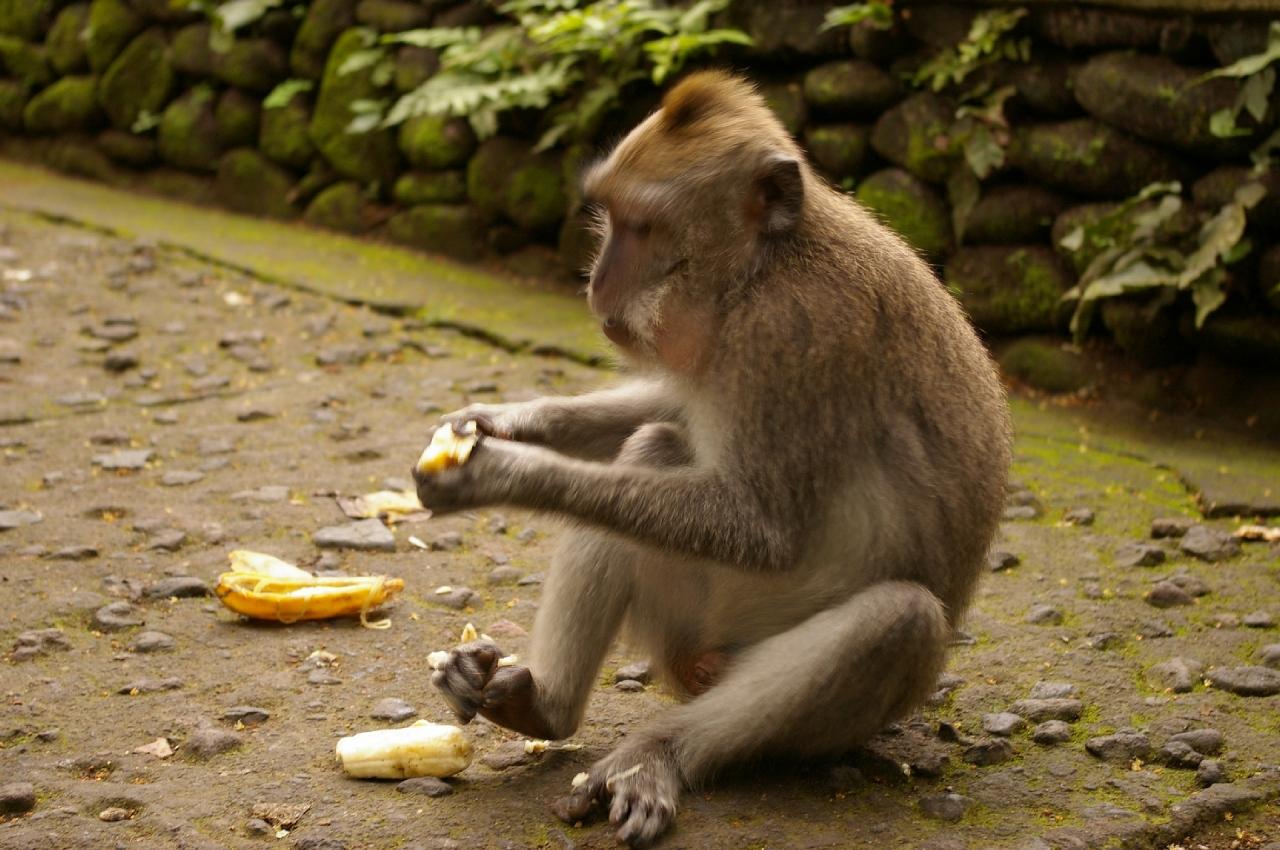 クタからウブドへ 憎き猿と 素晴らしきケチャ バリ島 インドネシア の旅行記 ブログ By Momoyukiさん フォートラベル