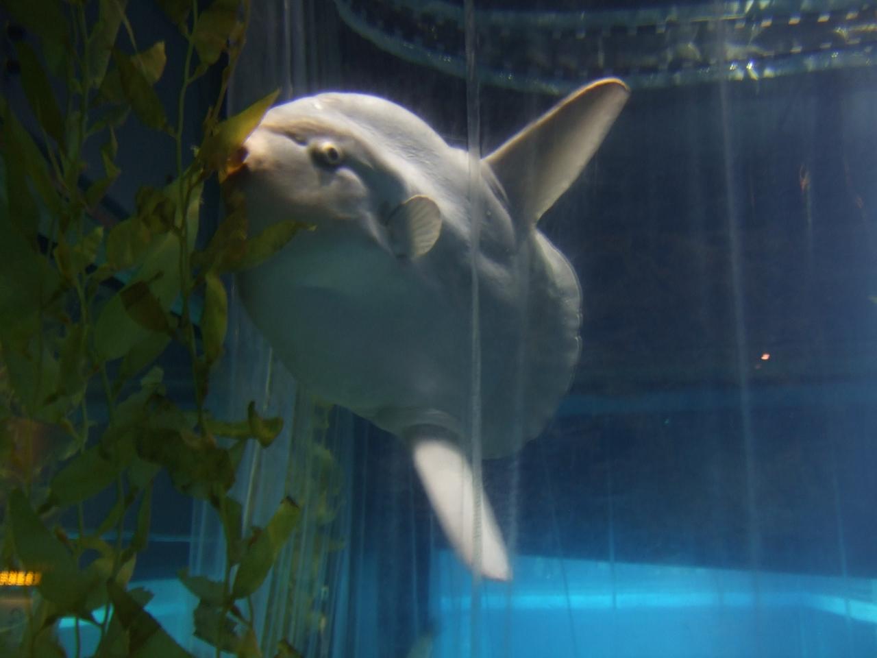 スヌコミュオフ会 ダイジェスト版 大阪ベイエリア 大阪 の旅行記 ブログ By Noririnさん フォートラベル