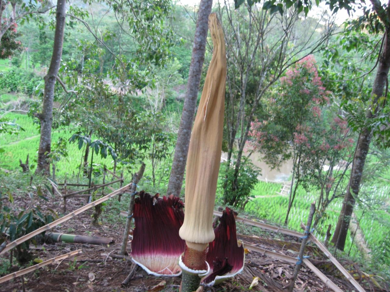 ブンガ バンカイbunga Bangkai Amorphaphollus Titanum スマトラ島 インドネシア の旅行記 ブログ By Pintar さん フォートラベル